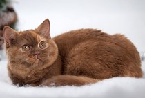 Британская кошка, окрас циннамон